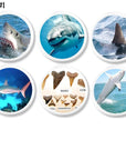 Great White Shark Themed Handmade Knobs with fin, teeth, ocean. Jaws or Shark Week Decor Drawer Pulls
