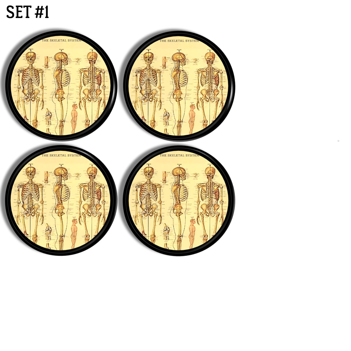 Four anatomical skeleton cabinet knobs with vintage medical diagram artwork on aged parchment backgrounds, suited for apothecary, gothic oddities, medical office, and anatomy‑themed décor.