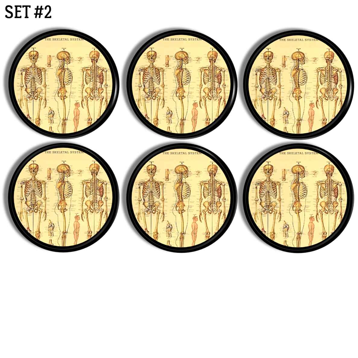 Six vintage anatomical skeleton cabinet knobs featuring full body medical chart illustrations on aged parchment backgrounds ideal for gothic, apothecary, medical office, and anatomy themed décor. 